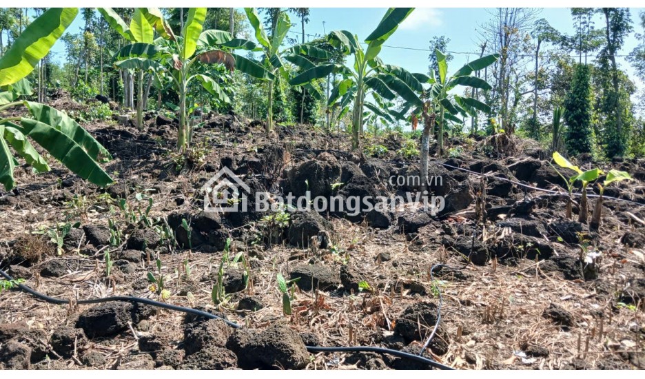 Cần bán Đất nông nghiệp 2000m2 xã Thanh Sơn H. Định Quán T.Đồng Nai 350 triệu