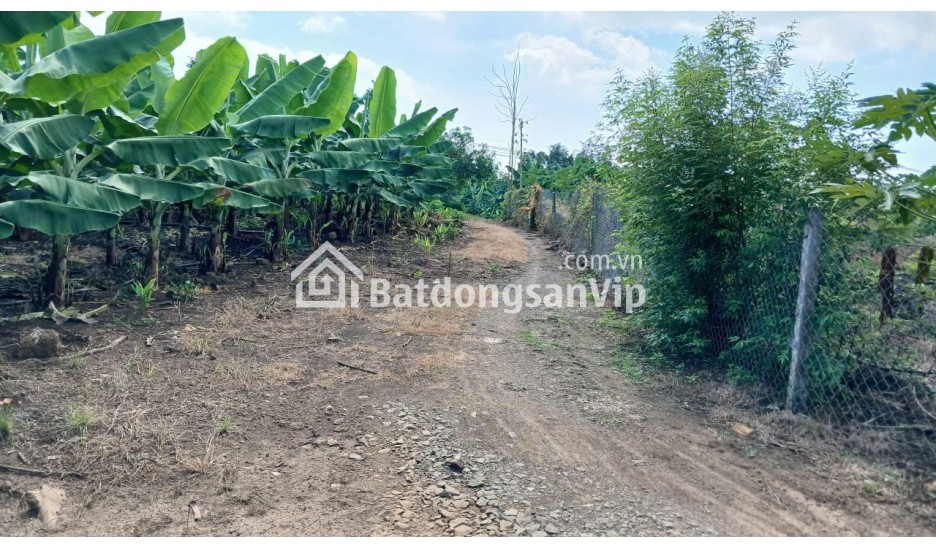 Cần bán Đất nông nghiệp 2000m2 xã Thanh Sơn H. Định Quán T.Đồng Nai 350 triệu