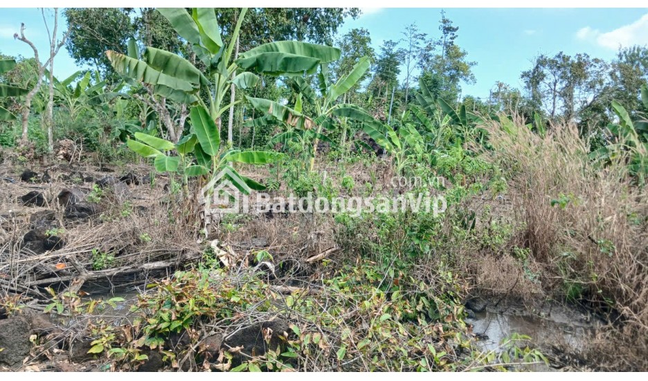 Cần bán Đất nông nghiệp 2000m2 xã Thanh Sơn H. Định Quán T.Đồng Nai 350 triệu